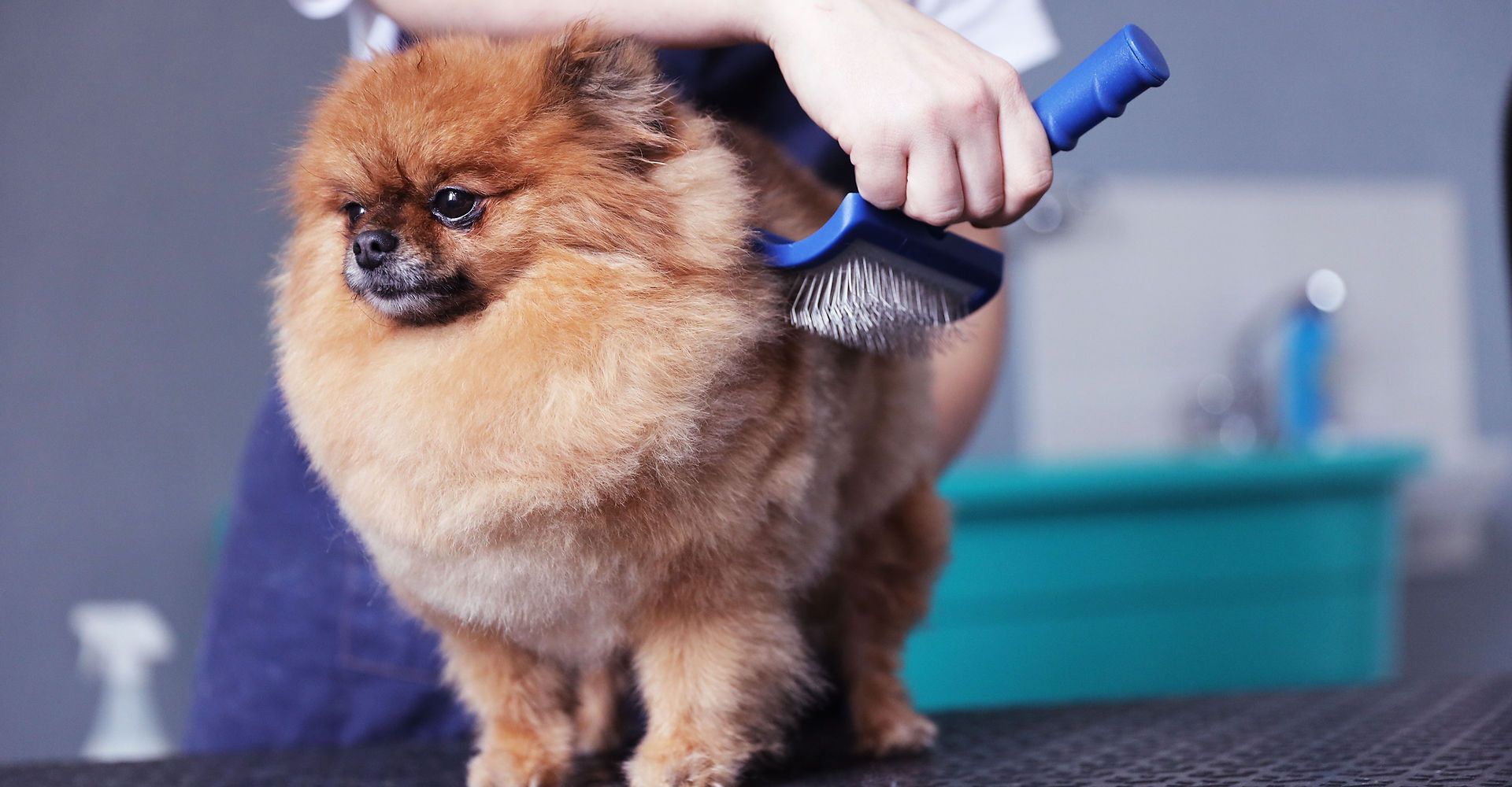 Dog Bath and Tidy Costs: What Affects the Price?
