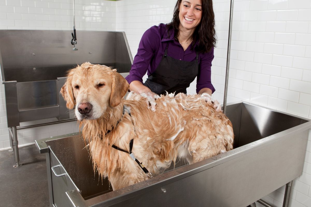 Dog Wash Frequency: Finding the Right Schedule for Your Pet