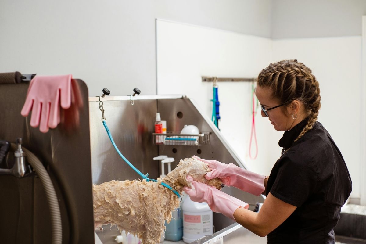 How Professional Dog Wash Services Save You Time and Effort