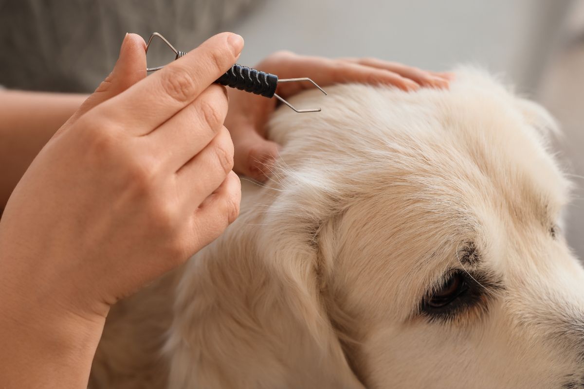 Puppy grooming guide with essential tips for new dog owners